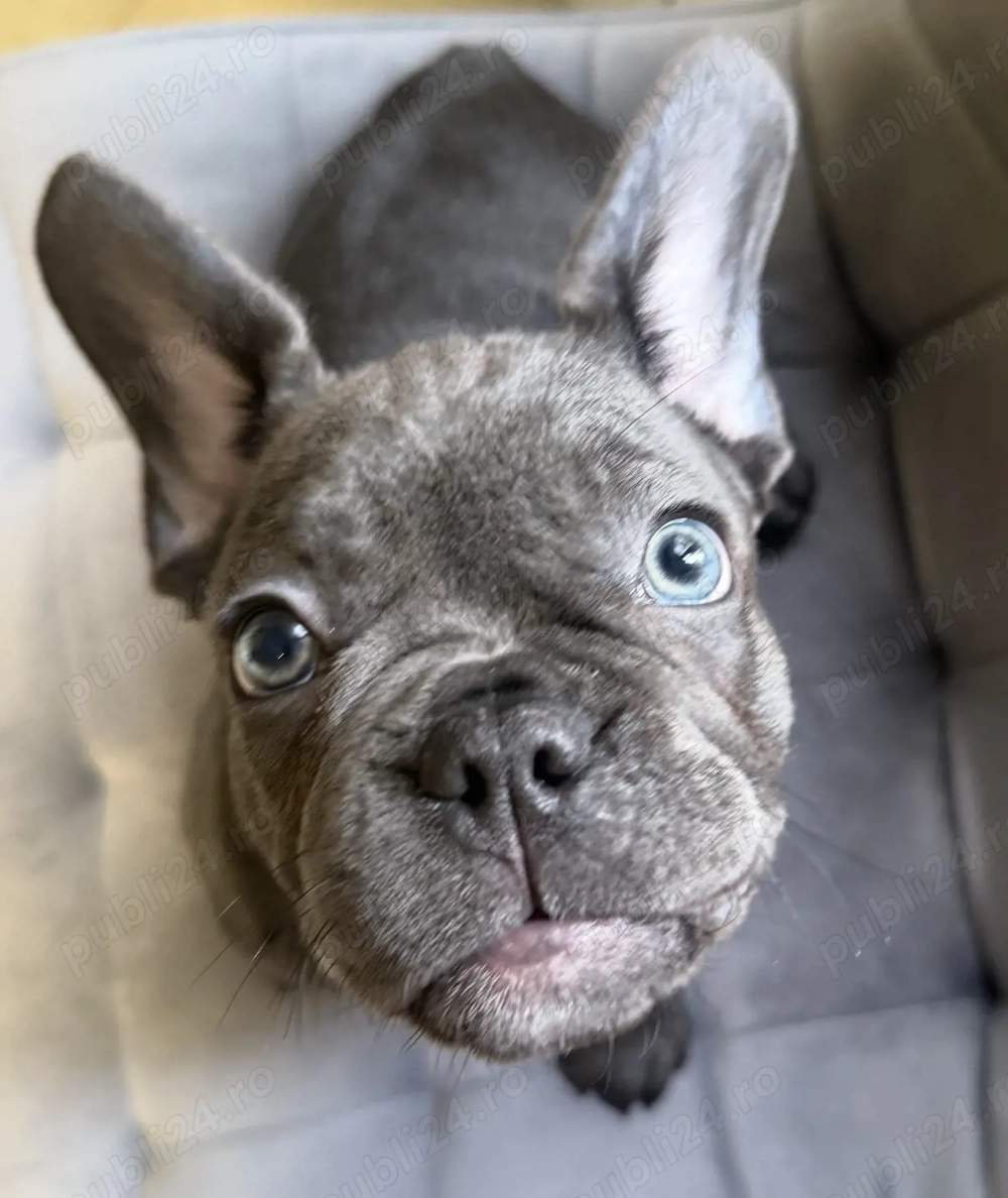 Buldog francez de culoare  blue ,4 luni, 2200 lei 