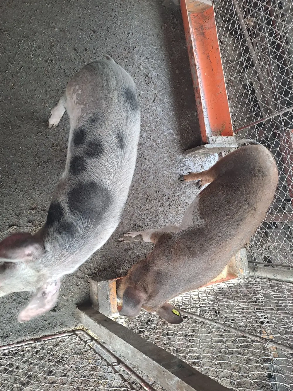 disponibile 2 purcele de 40-50 kg