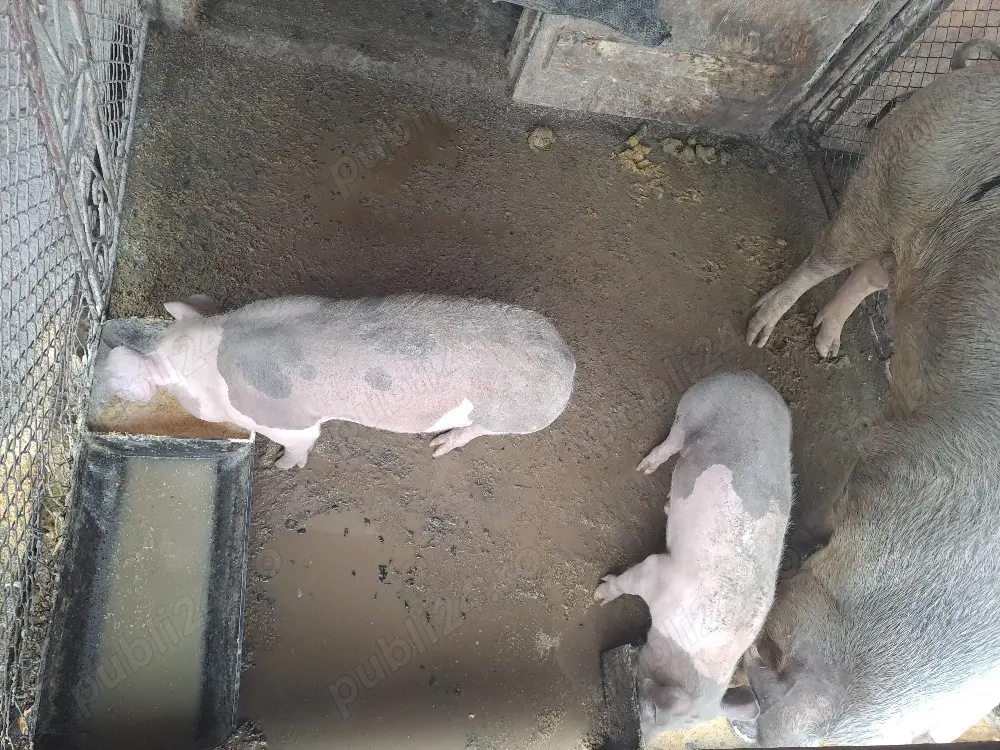 Purcei de 13 Săptămâni 