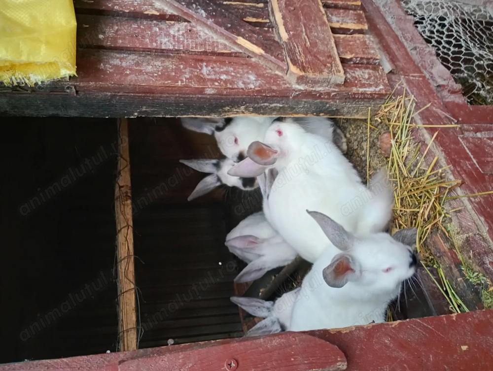 Vând iepuri californieni