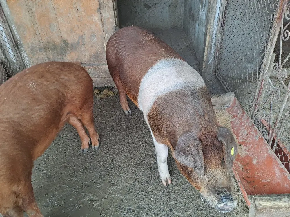 Scrofite Durok 5 luni