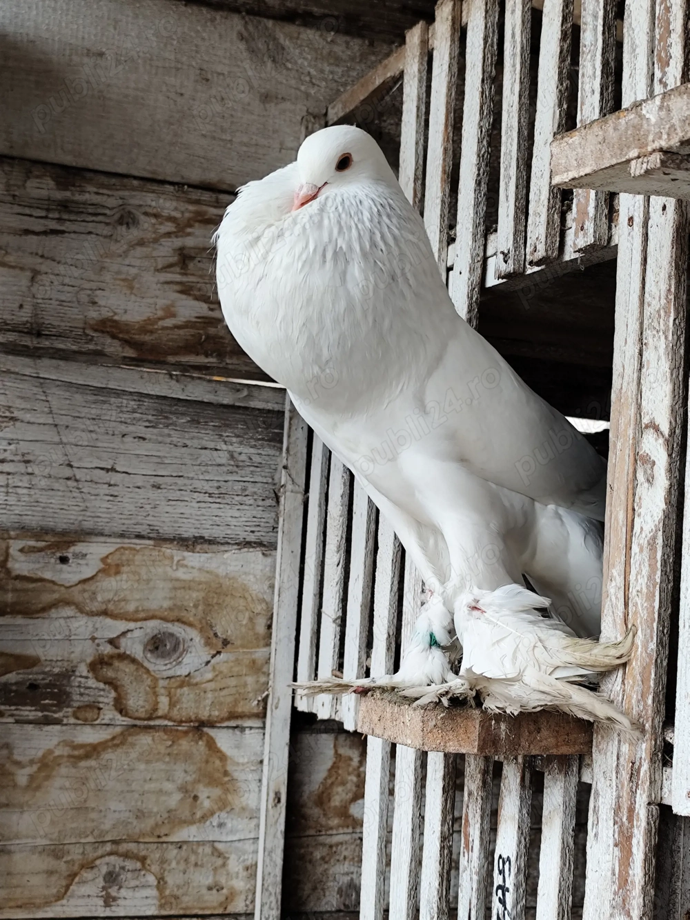 porumbei gușați de pomerania 