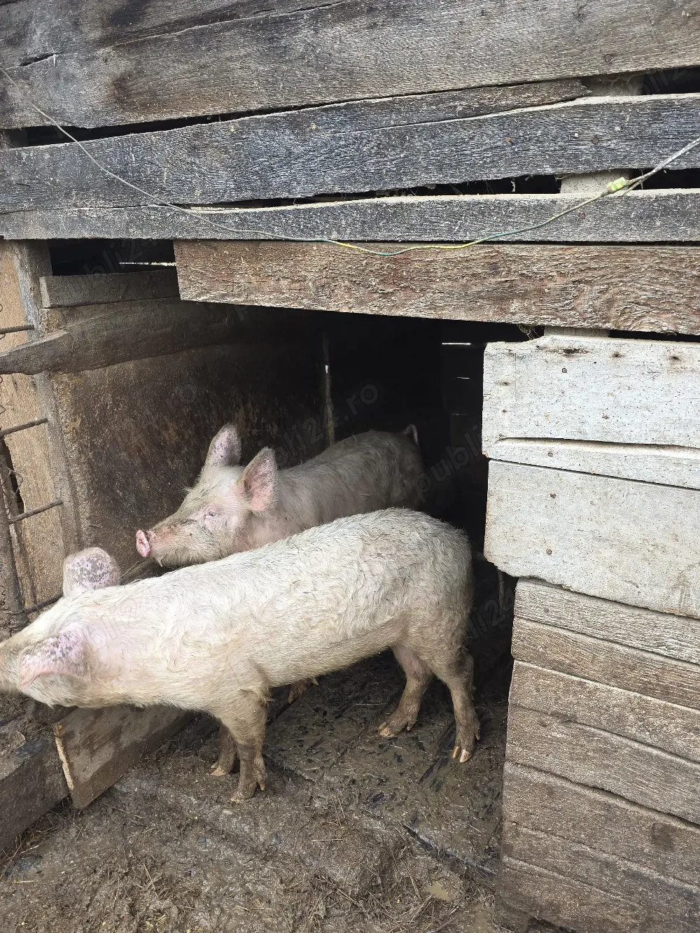 Vand Purceii de  6 luni    50 kg