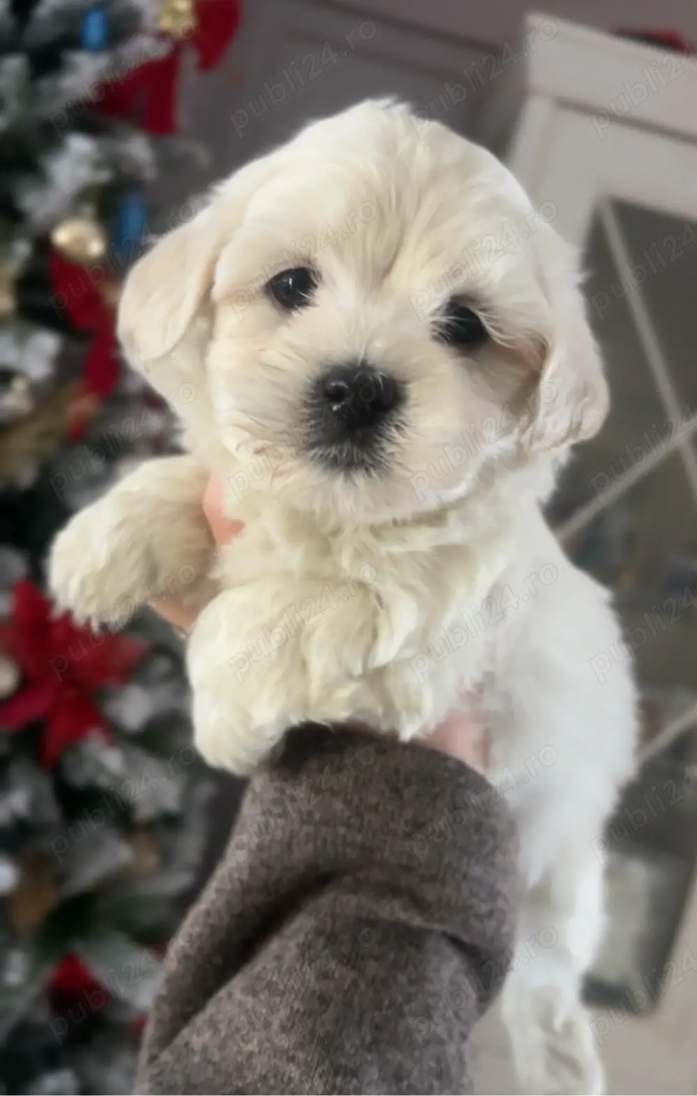 bichon doua luni  cu microcip 