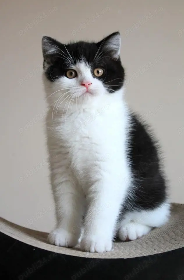 British bicolor frumosi