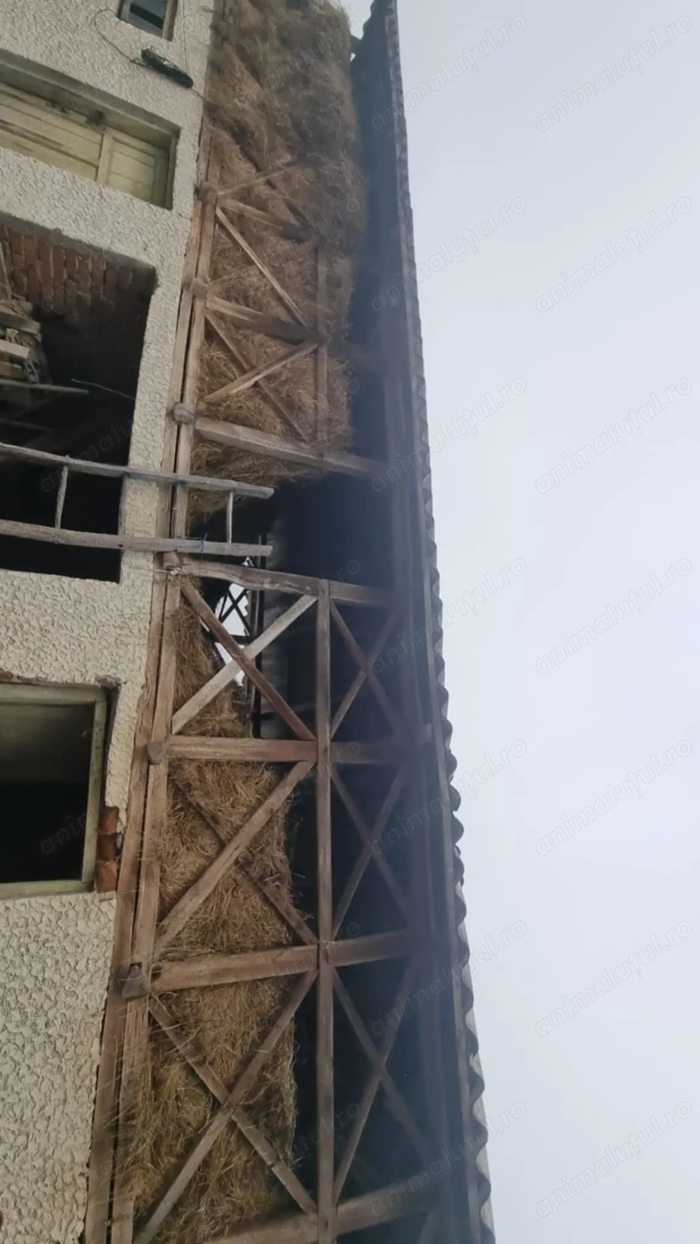 Fan de vânzare anul 2025 de calitate 