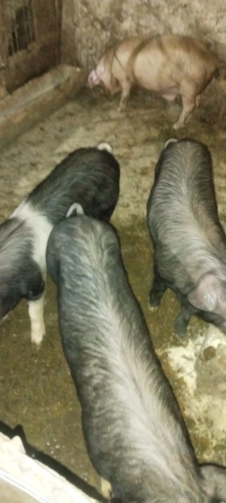 șoldani de vânzare 