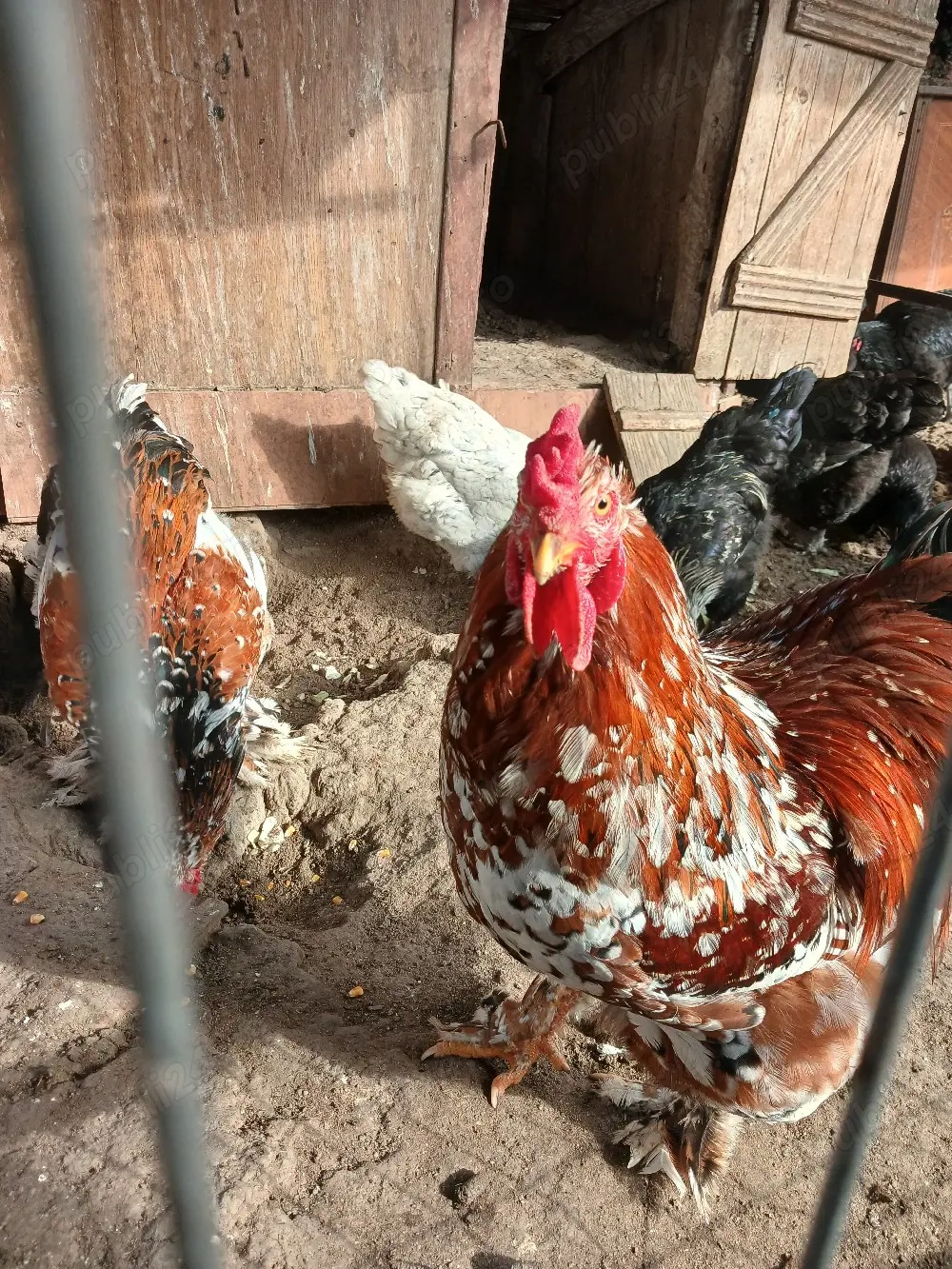 cocoș brathma porțelan 