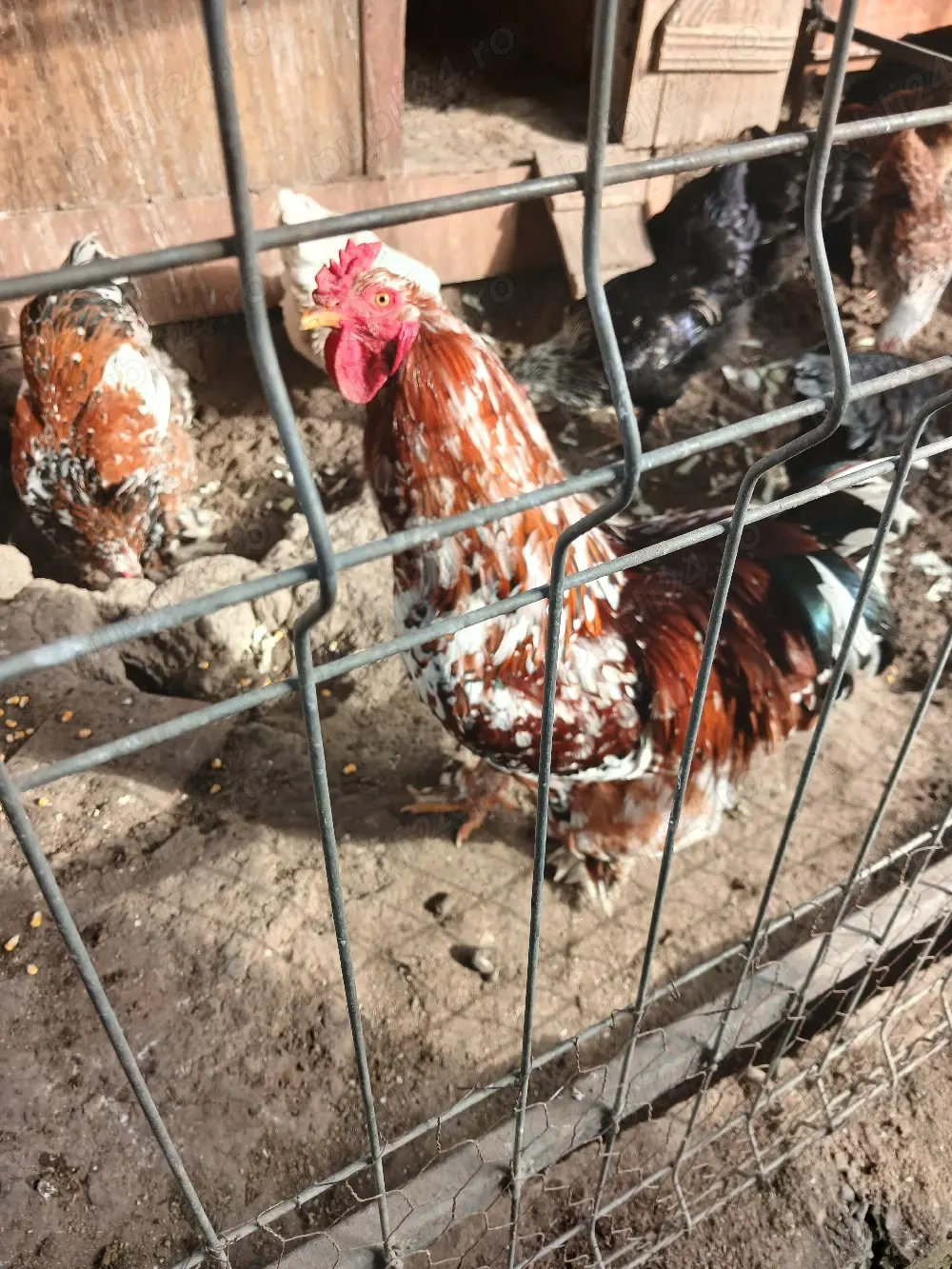 cocoș brathma porțelan 