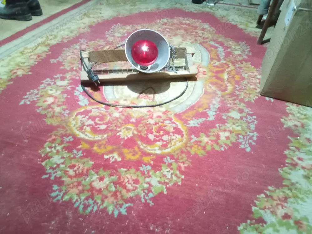 lămpi încălzire pui 