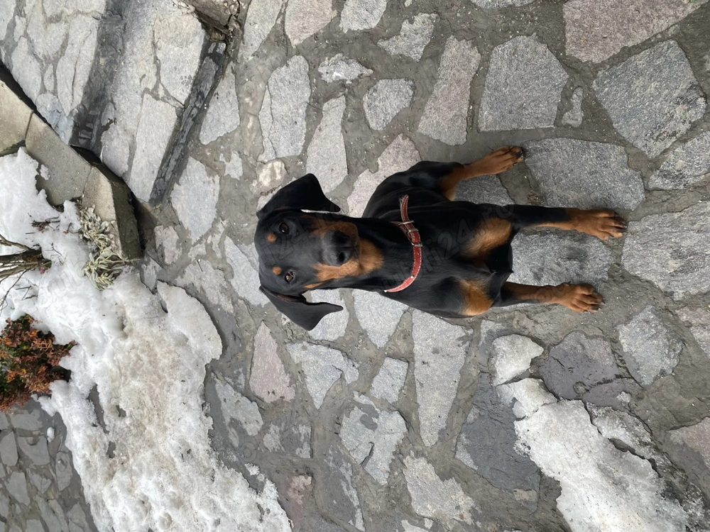 Donez catelusa doberman