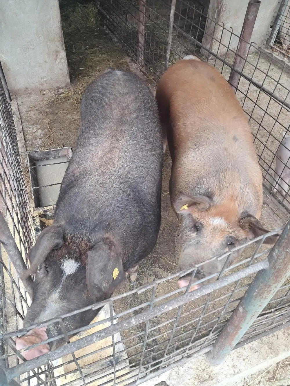 Vând porc de țară!