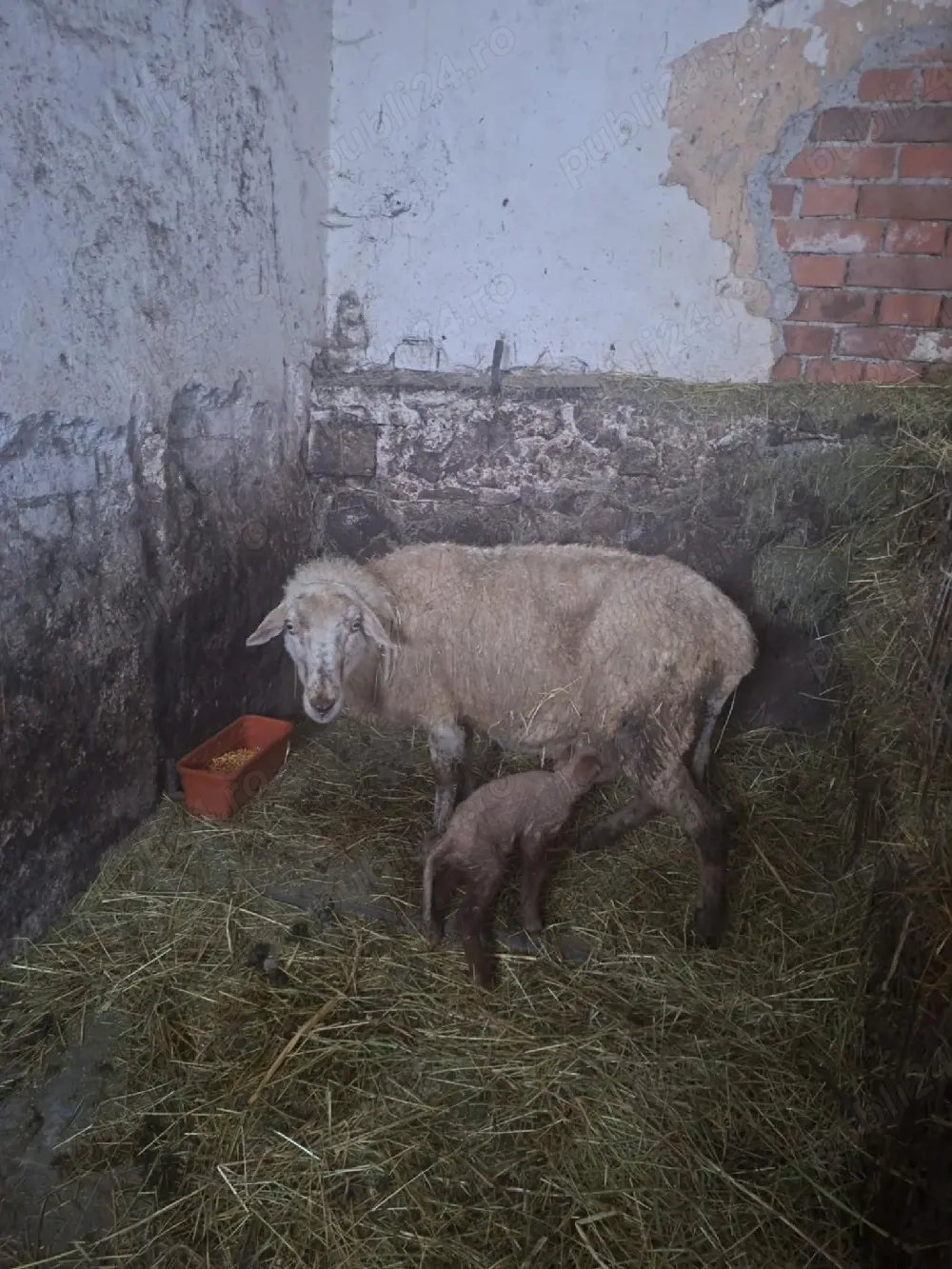 de vânzare 2 oi fatate