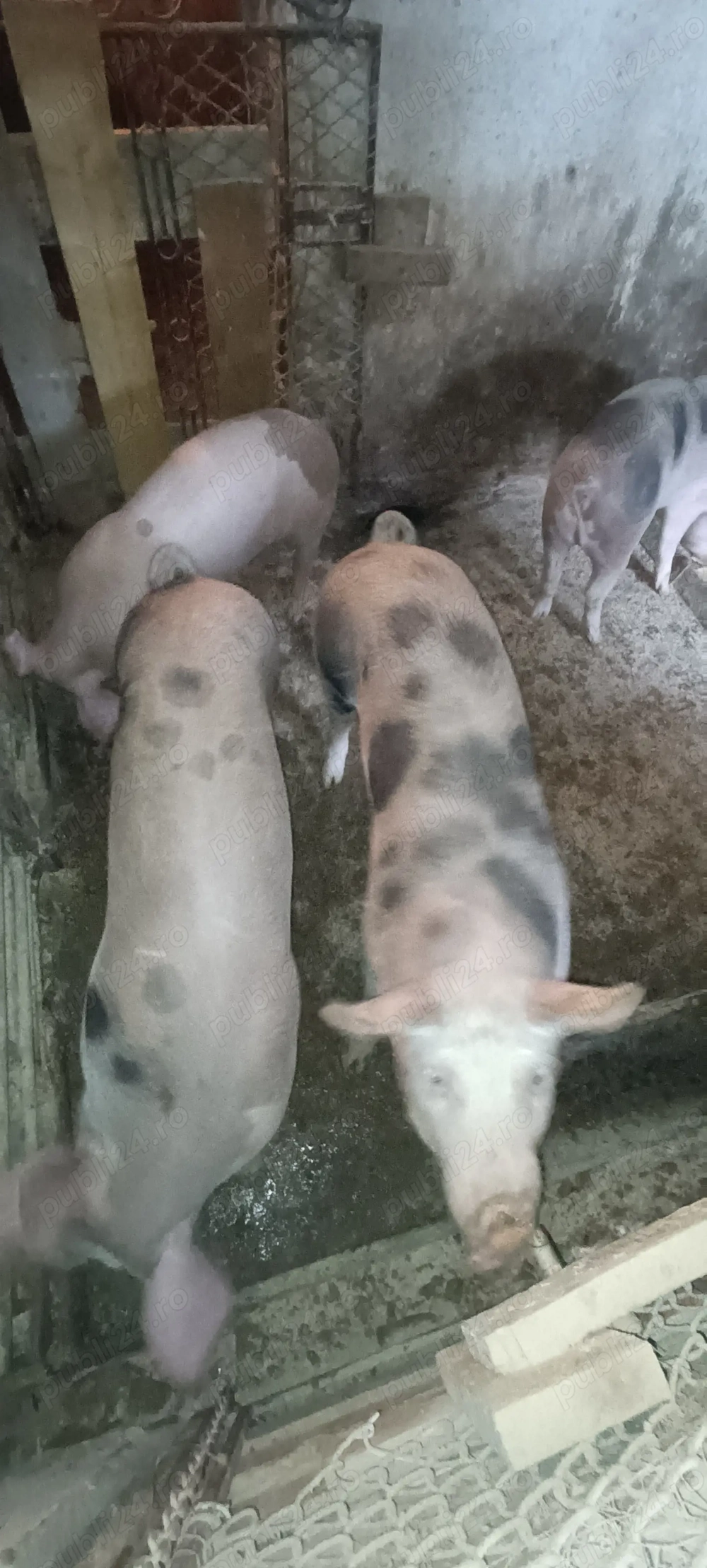 Șoldani 4buc disponibili