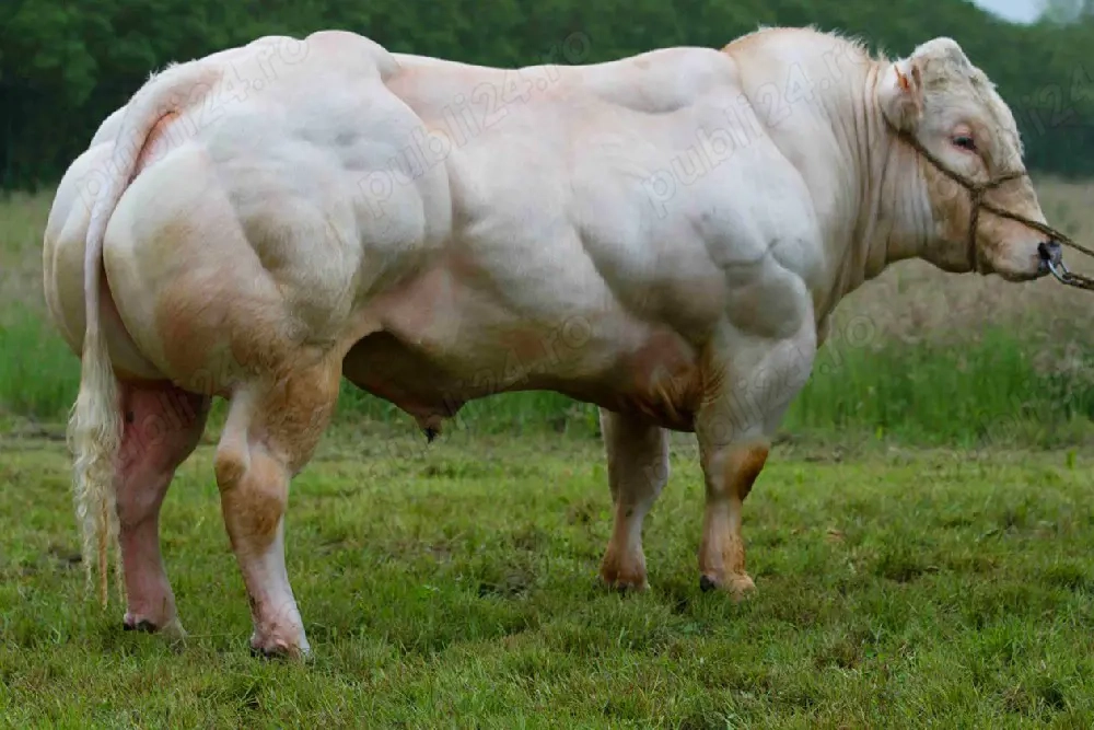 Vand vaca gestanta 8 luni