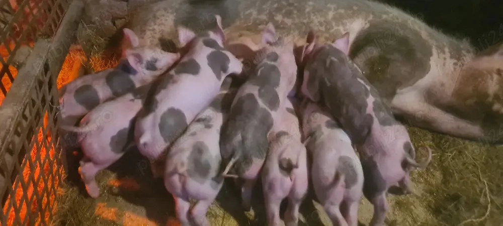 Vand scroafa cu purcei