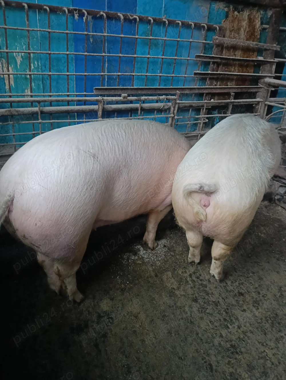 Vând porci 170-200 kg