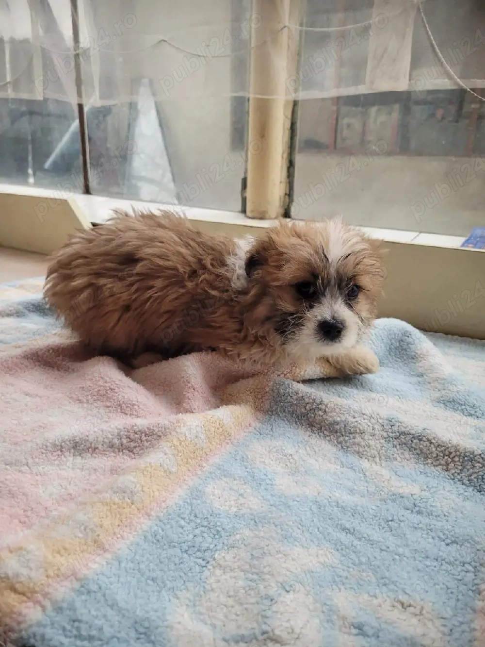 Bishoni fetita și baiat