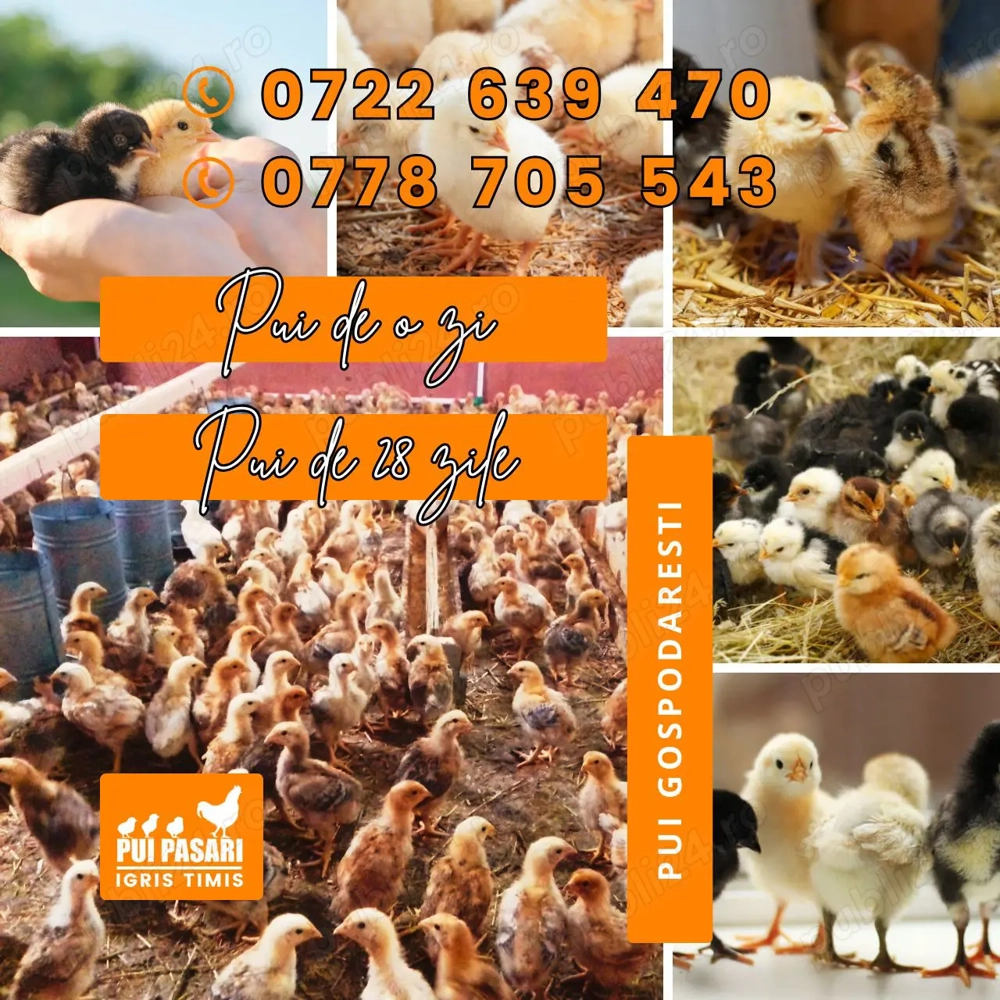 Gospodăria Igriș: Pui de Vânzare și Servicii de Incubație Serie Martie 2026
