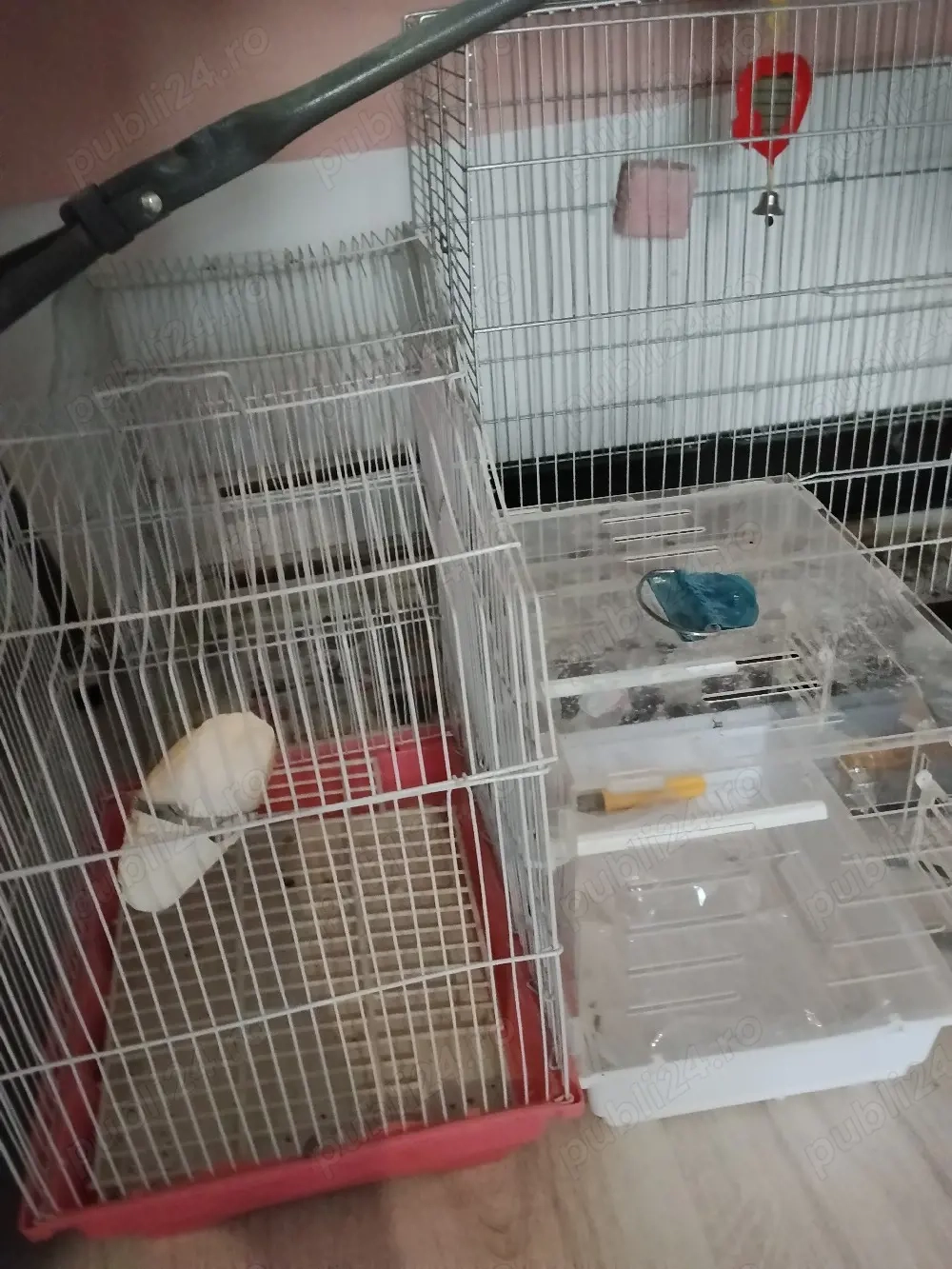 Vând peruși culori superbe! 