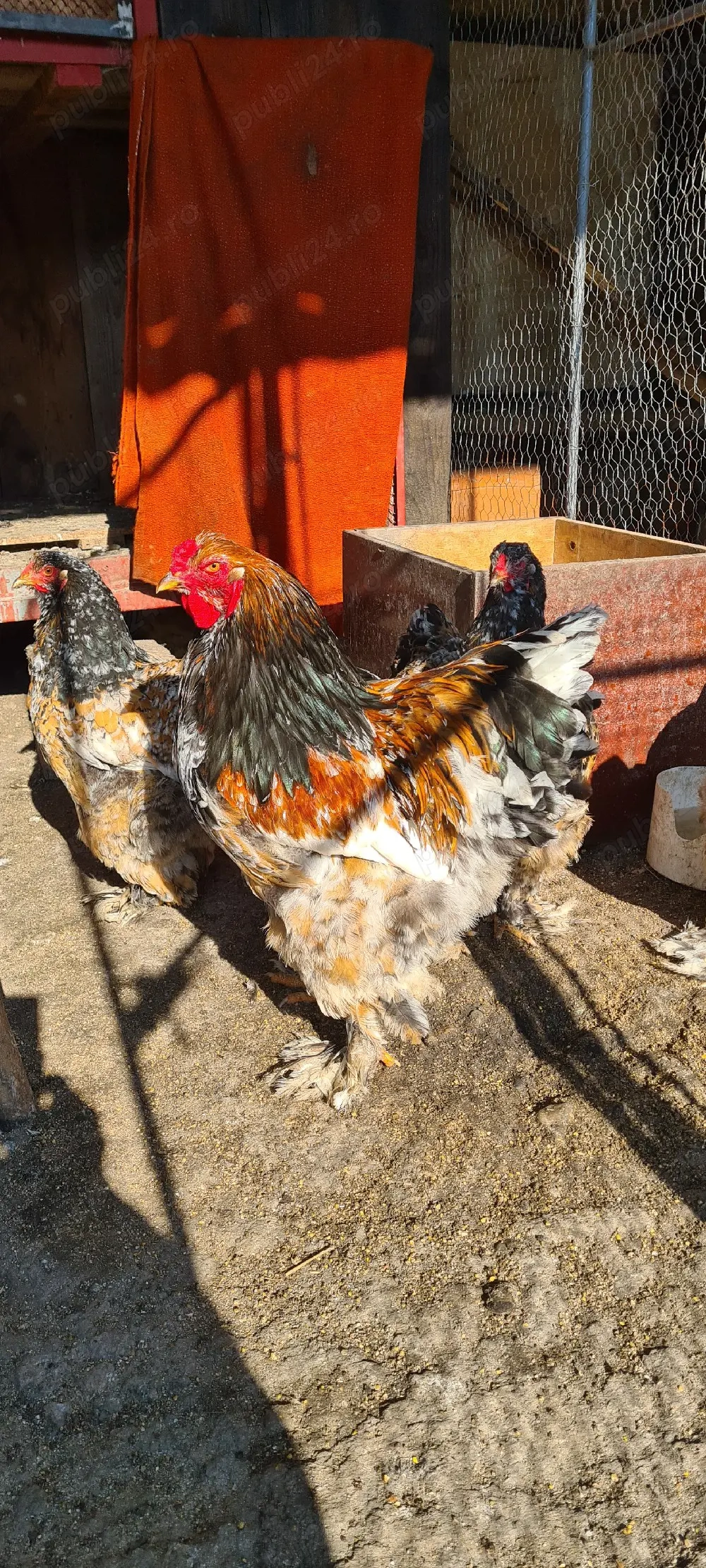 Vand 3 gaini brahma portelan