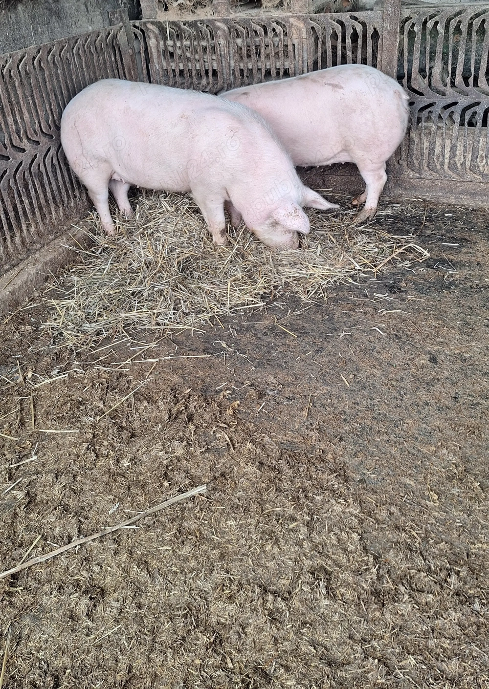Porci de vanzare 