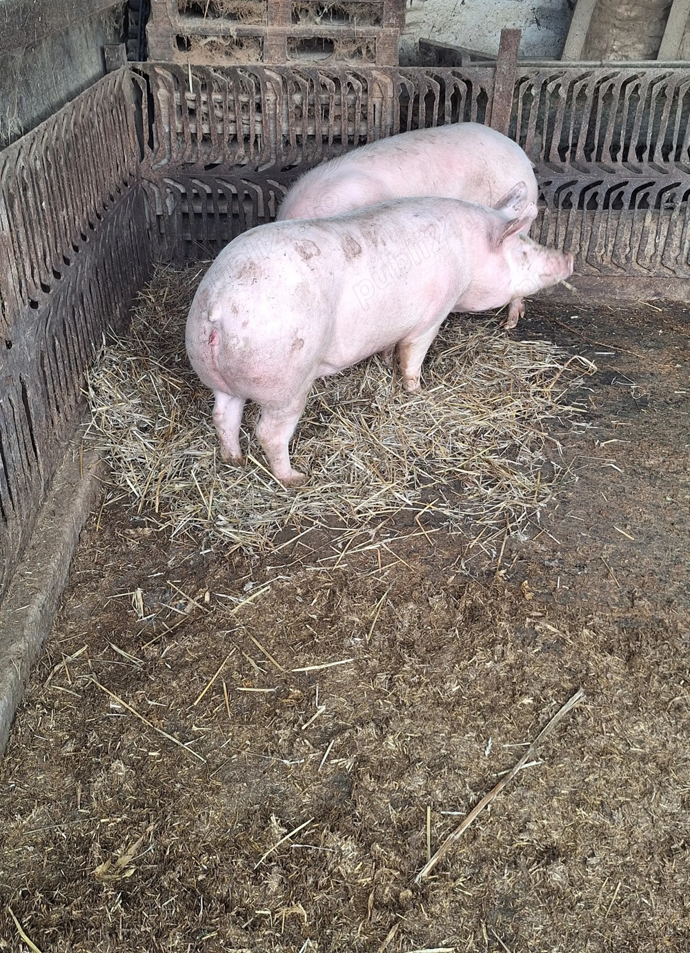 Vând porci de carne 