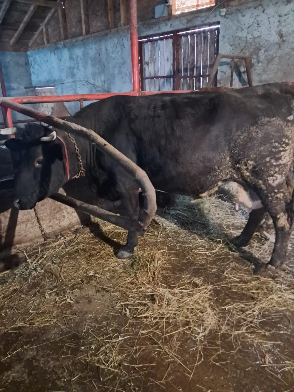 Vand 2 vacii cu vitei