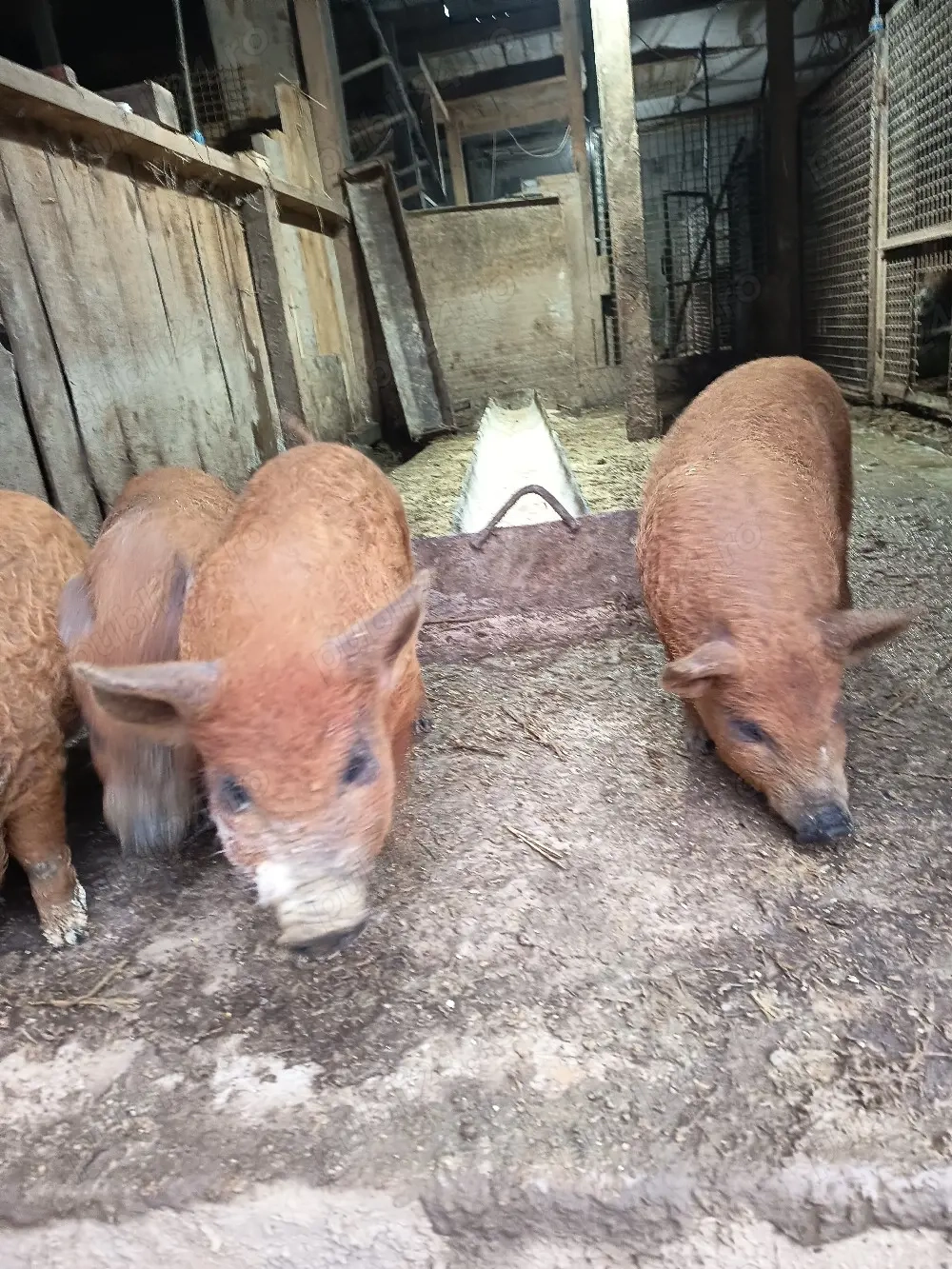 vand purcei mangalița de 7 săptămâni 