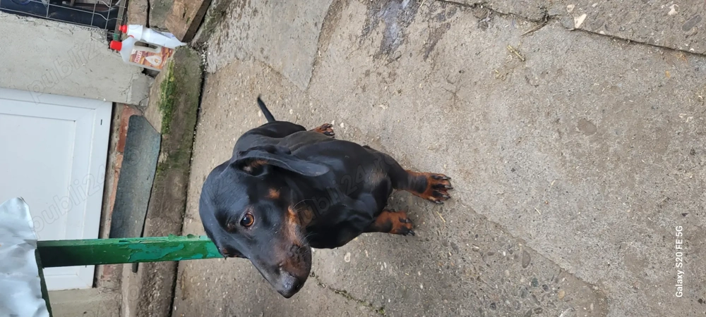 Cățelusă Teckel de vânzare 