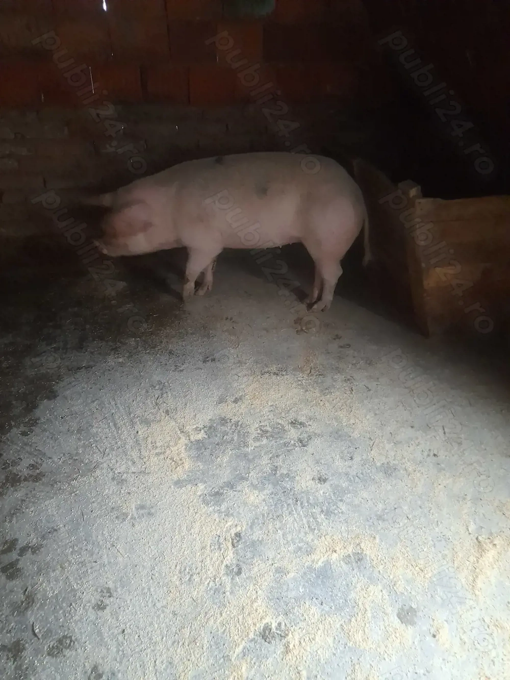 Scroafa gestanta montata pe 22 decembrie de vânzare. 