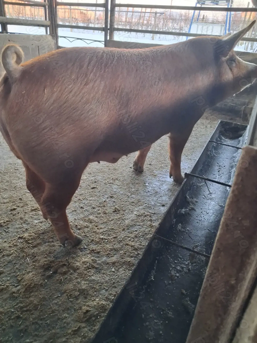 de vânzare 1 mascul 120 kg rasă duroc ofer transport 