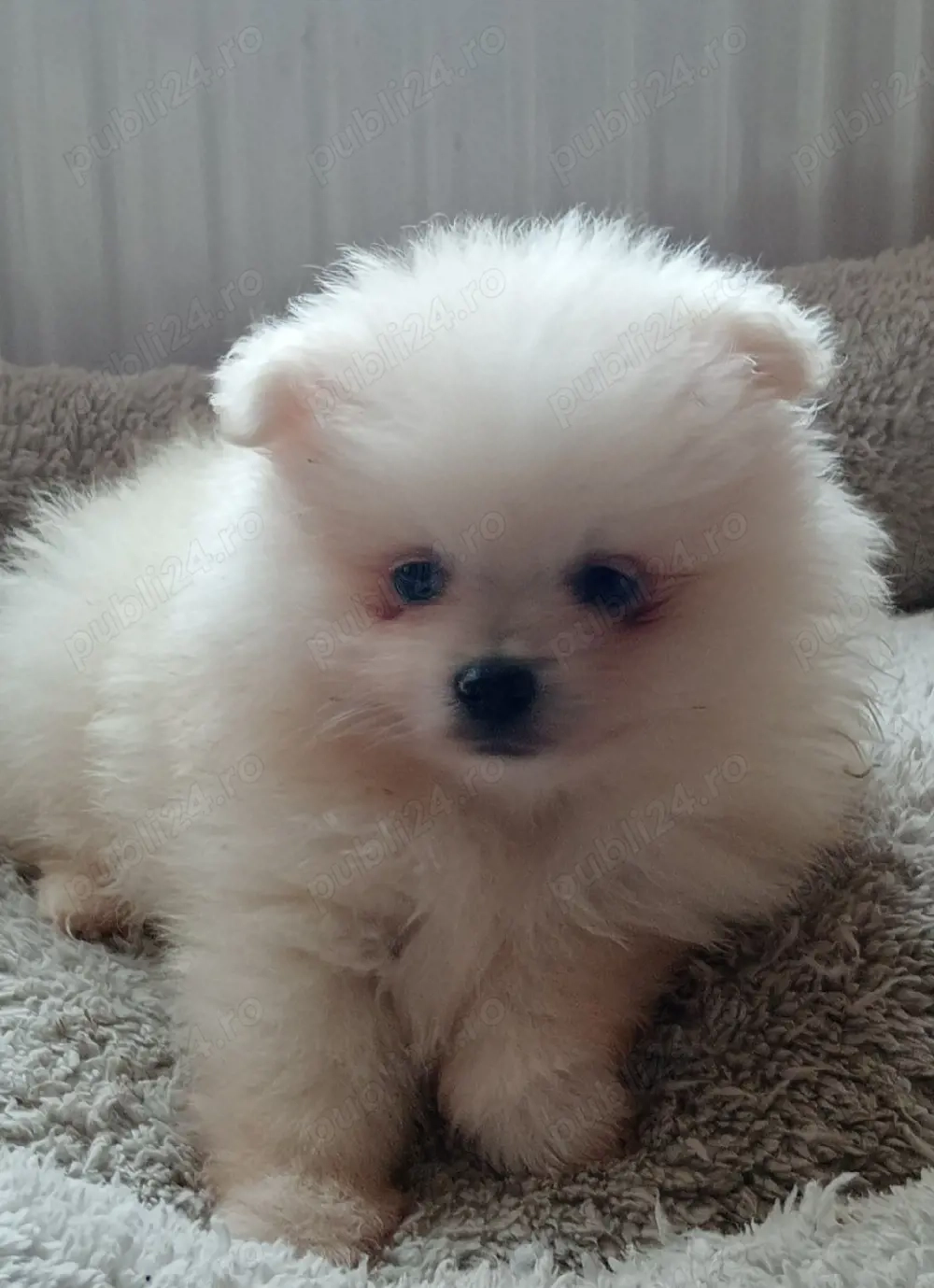 Băiețel Pomeranian cu pedigree 