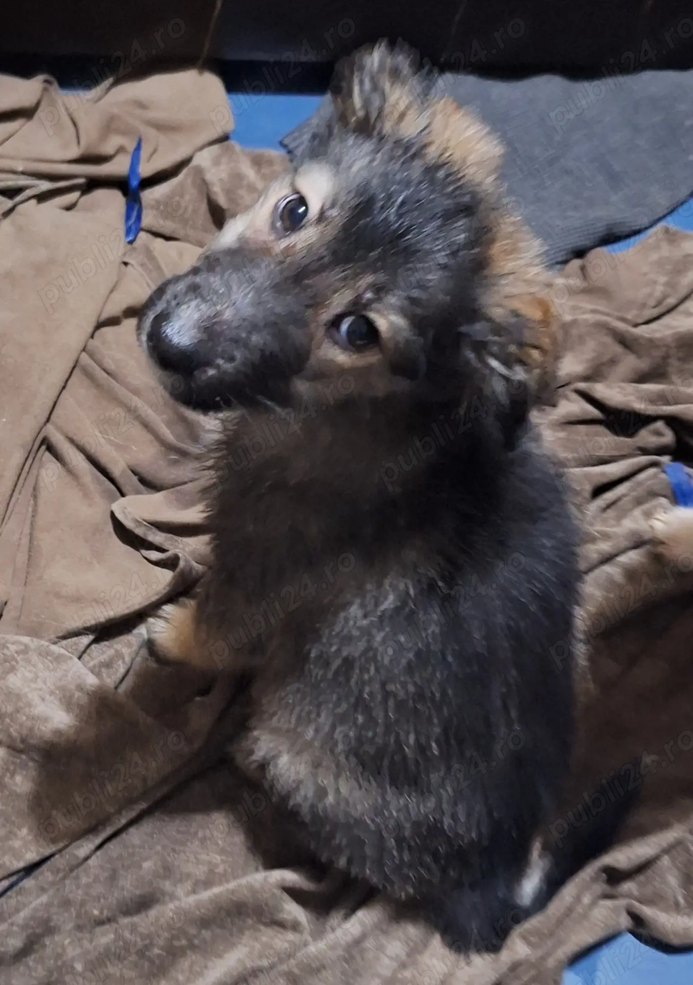 Cățelușă pentru adopție