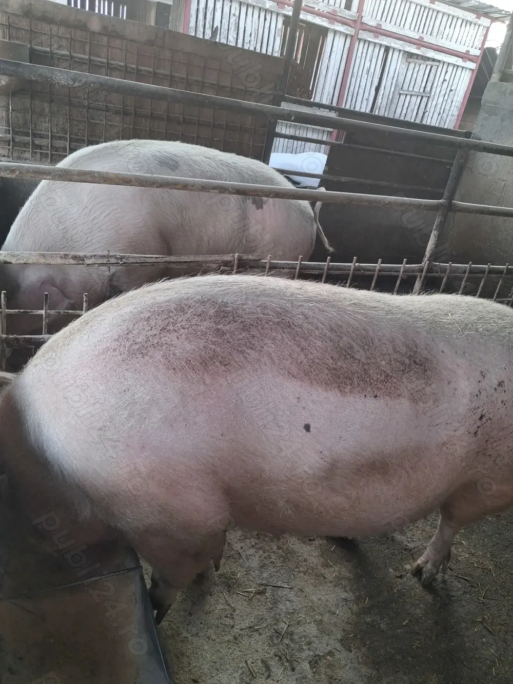 de vânzare scroafe 280..300 kg rasă marele alb ofer transport la nevoie 