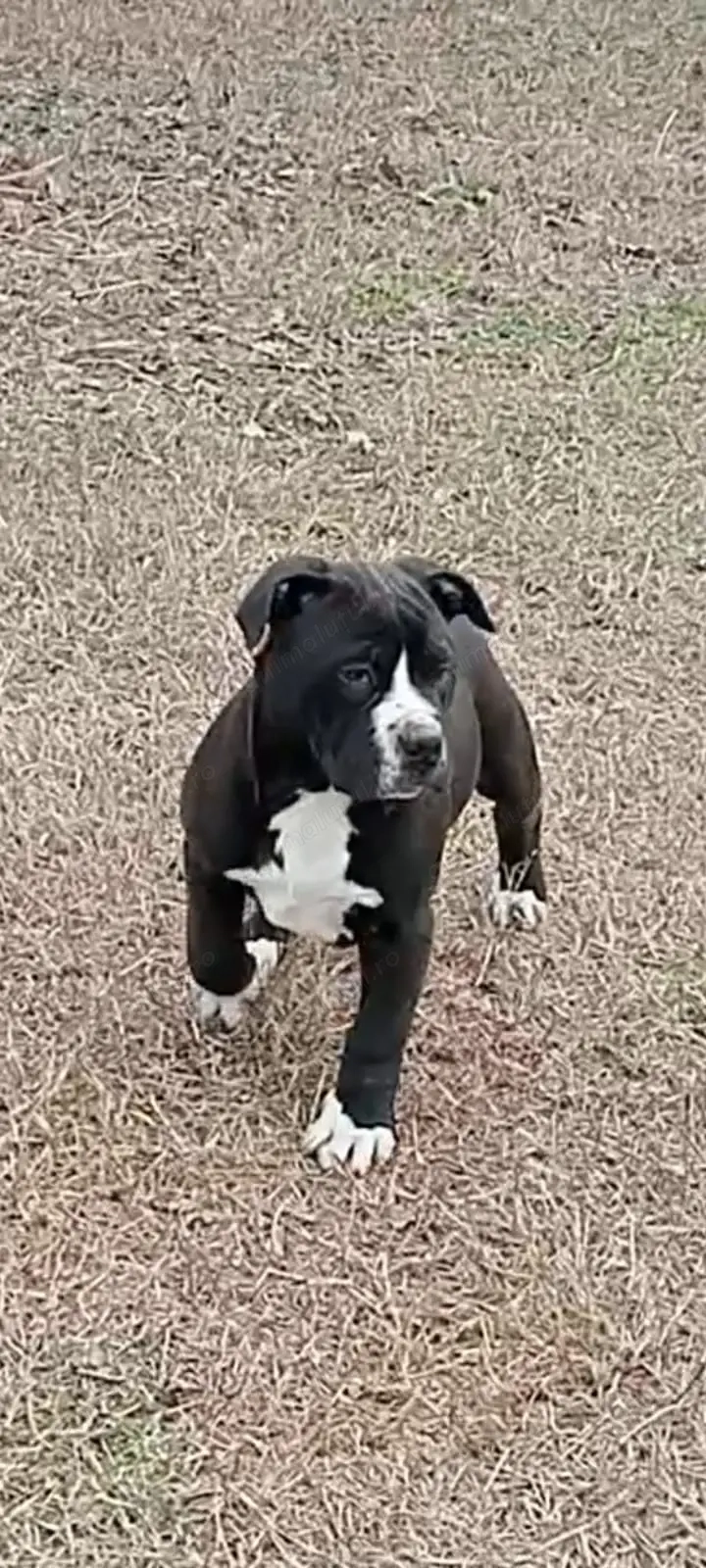 Mascul Amataff deosebit