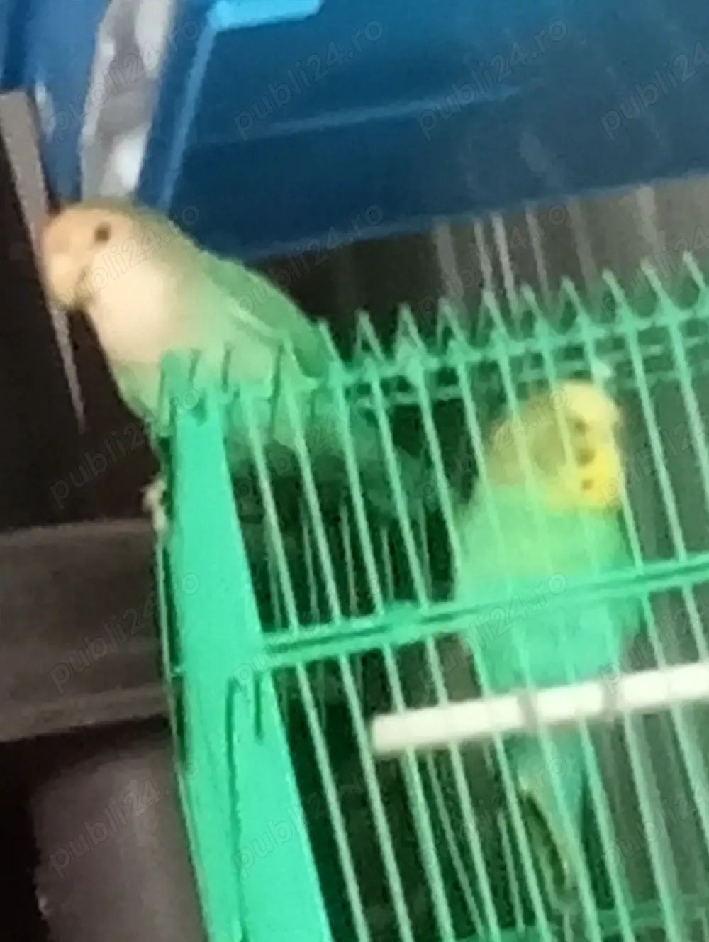 vind papagali Peruș si Agaponis