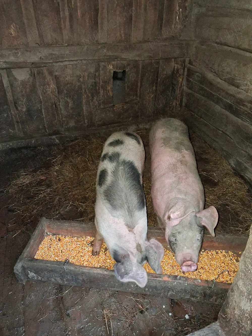 Purcei de vanzare (4 luni)