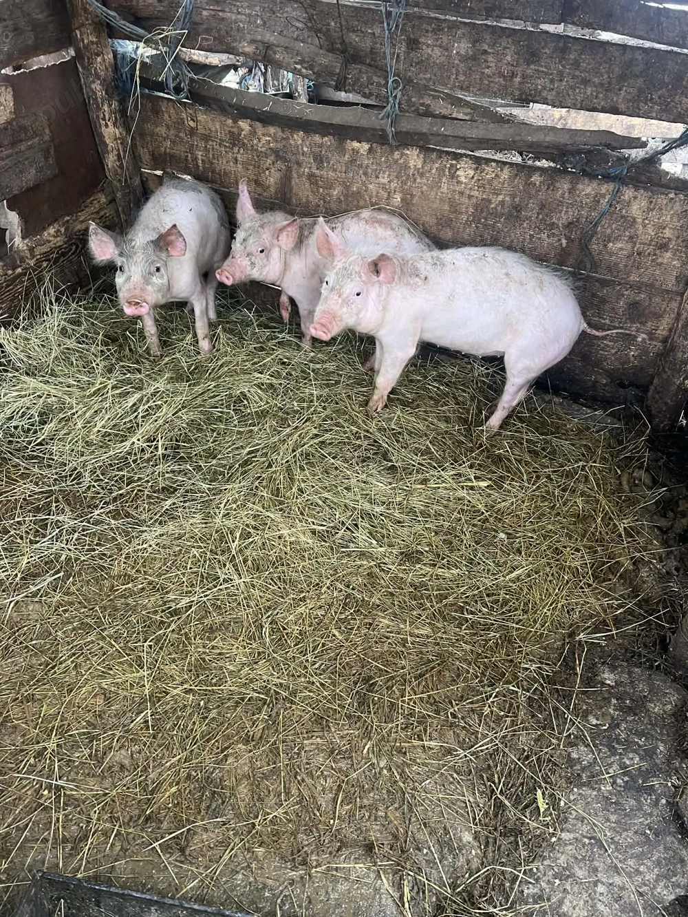 Vând purcei din rasa marele alb