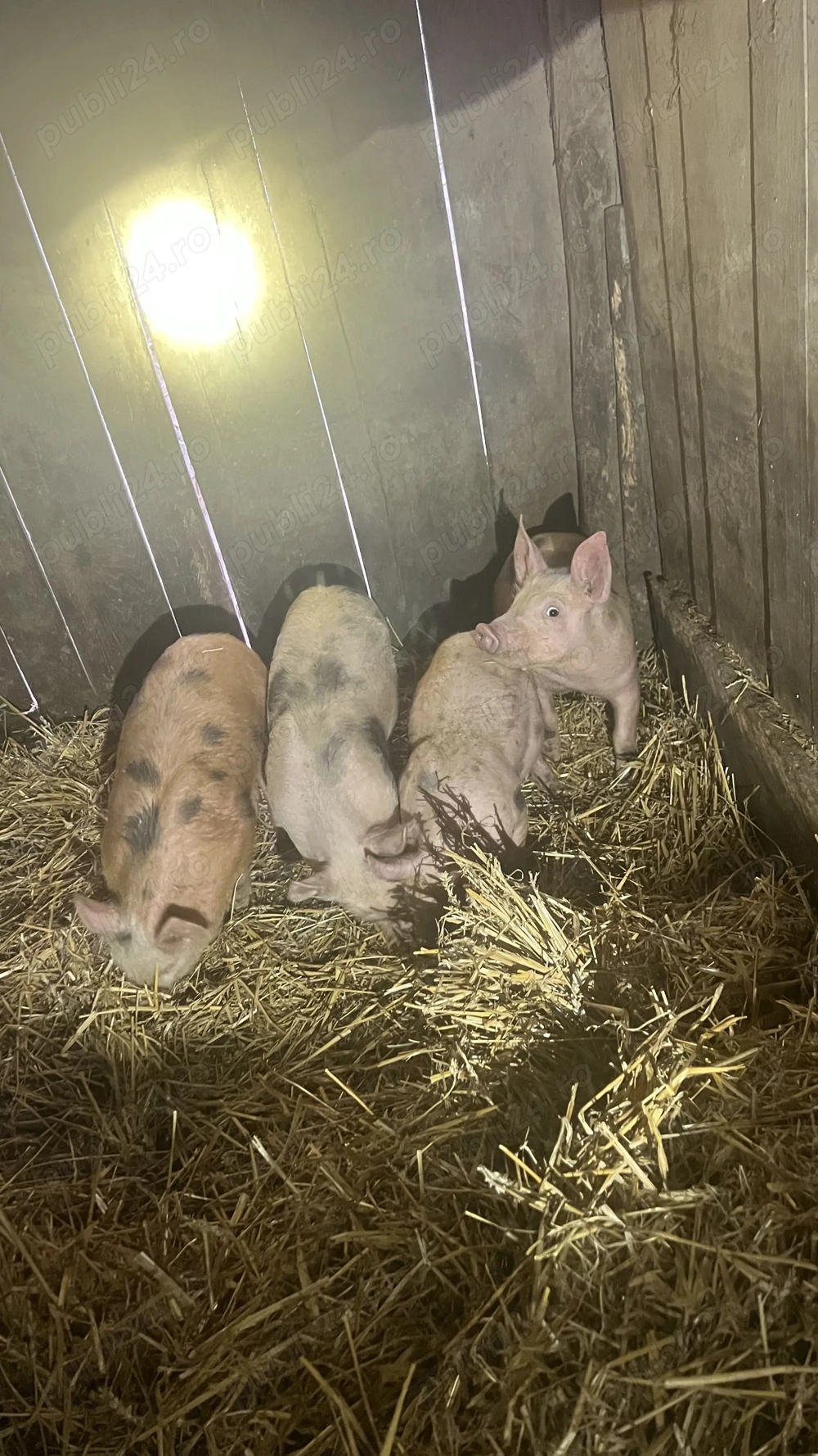 Vând 4 purcei petrean 