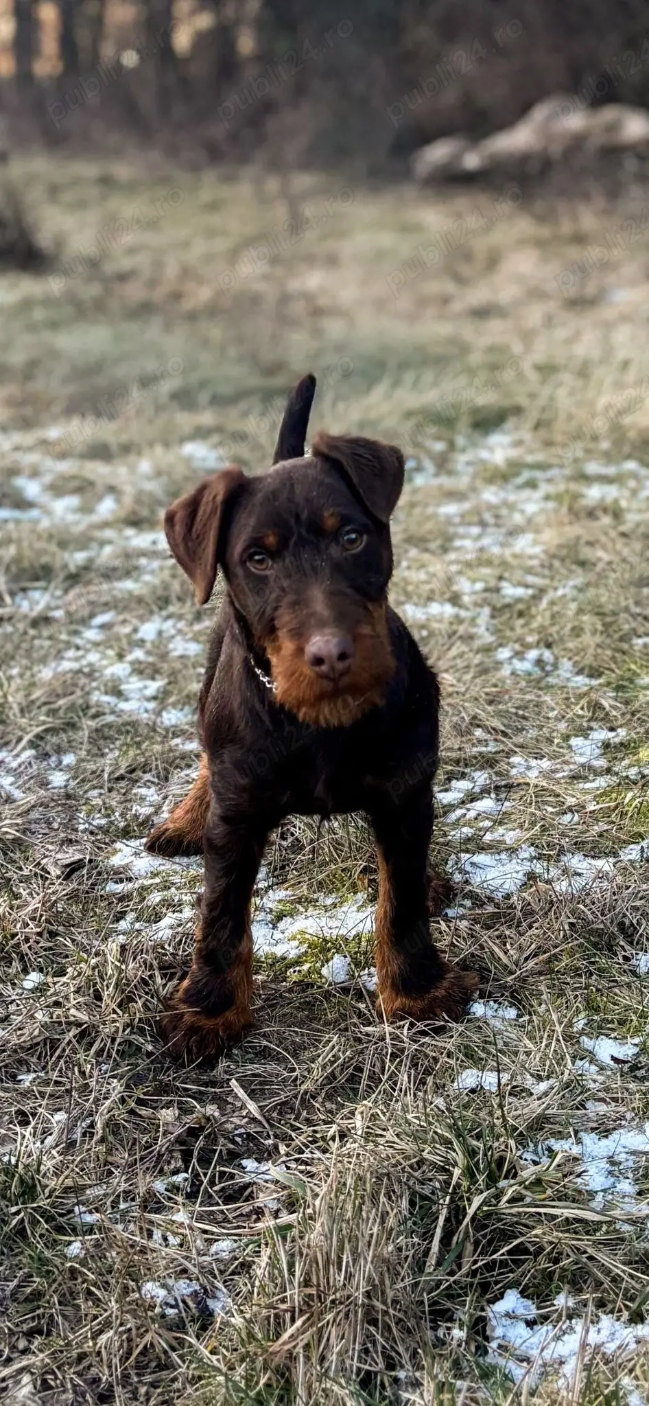 Jagd Terrier jagdterrier mascul 