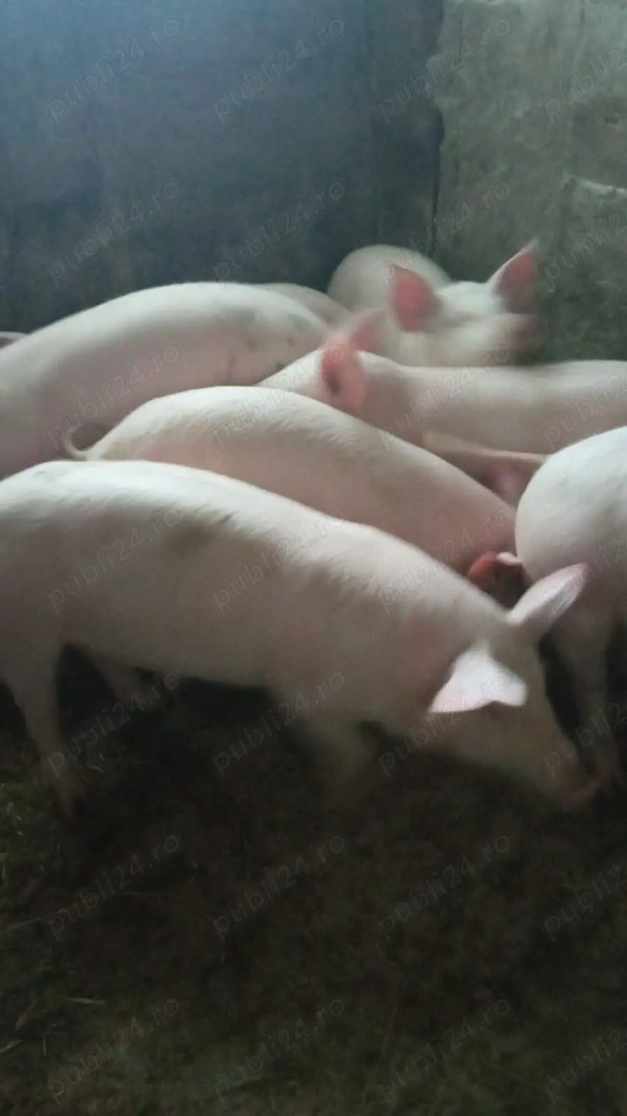 purcei 35.40 kg landras