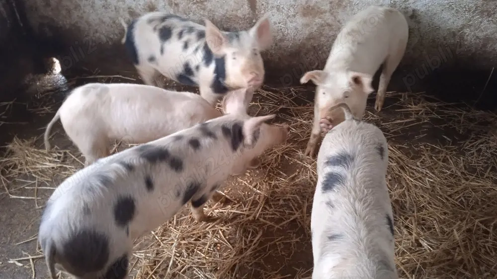 Vînd dou  purcele la alegere 