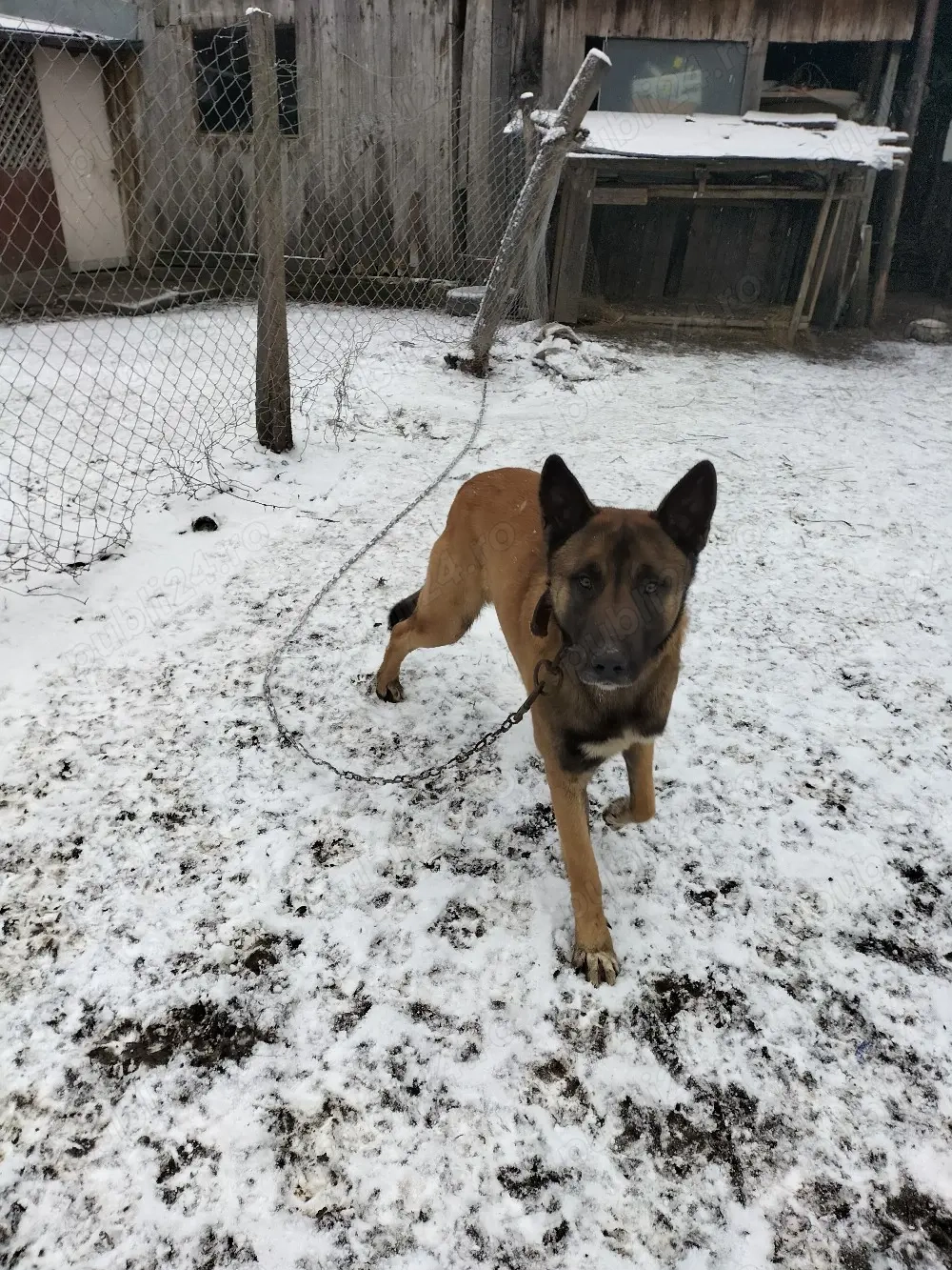 Vând Malinois mascul talie mare vaccinat pentru stăpân cu experiență