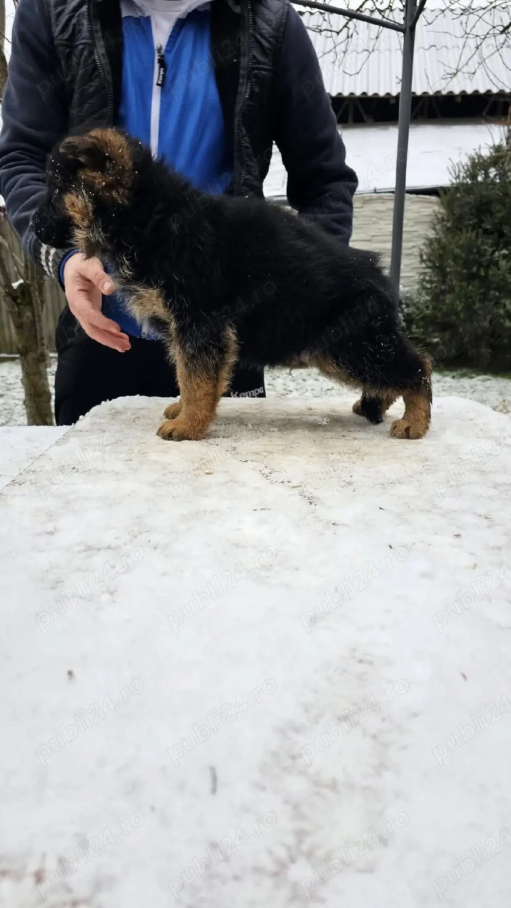 Pui ciobanesc german