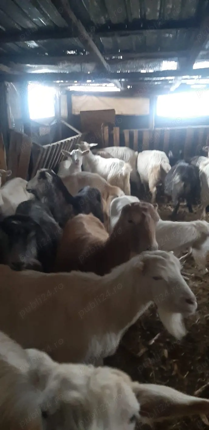 Vând capre gestante bune de lapte 
