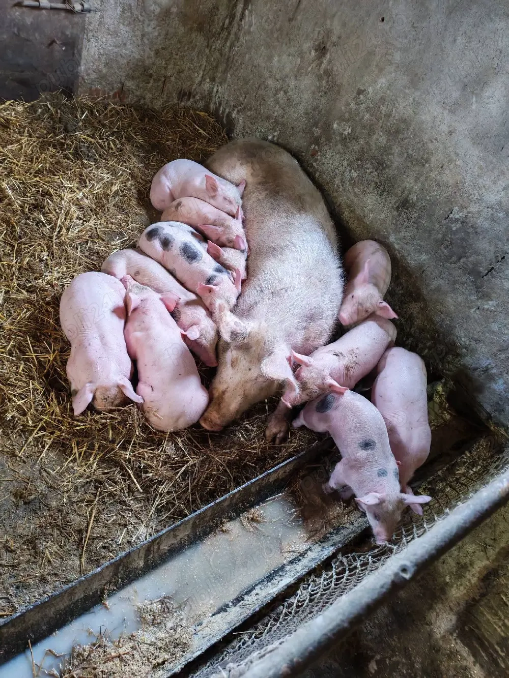 Vând purceii pietrain si marele alb cu landras prețul diferă de câte buc doriți 