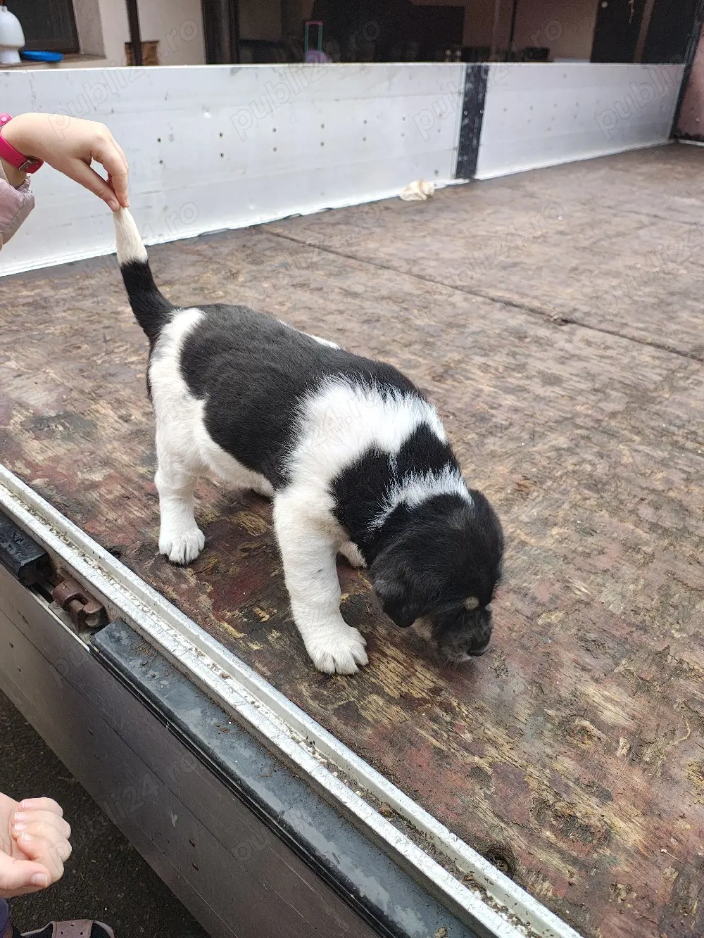 Femela asia centrala+ bucovina