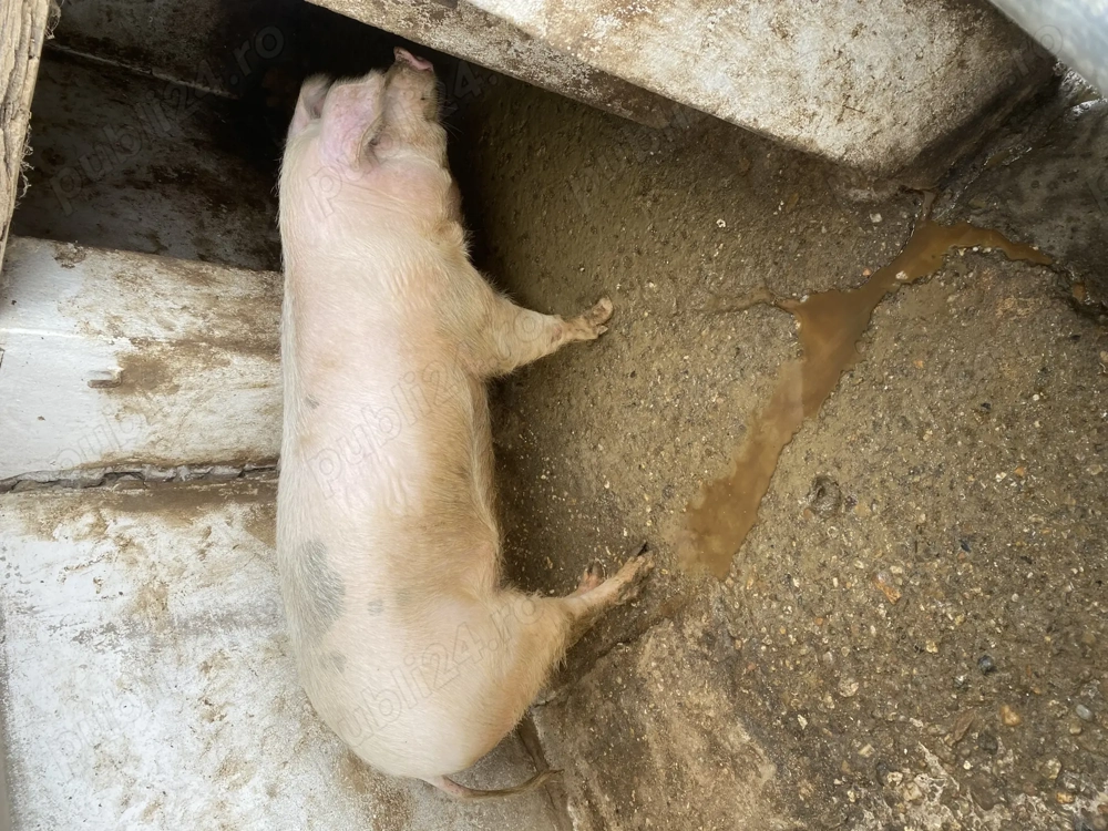 Scroafa de vânzare sau schimb cu vițel de lapte inf tel  