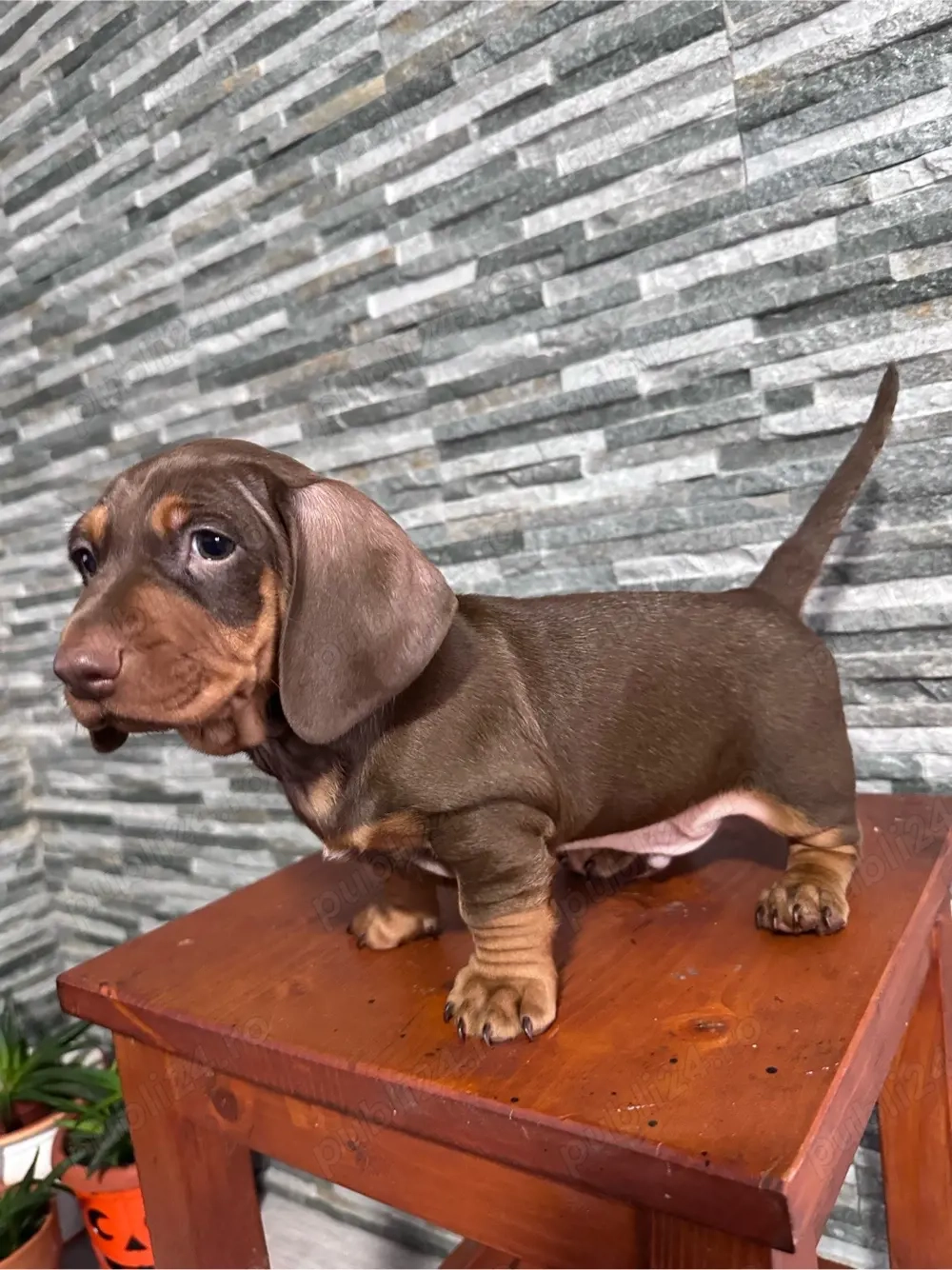 Vand  teckel cicolatiu 